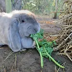 Ferieby *